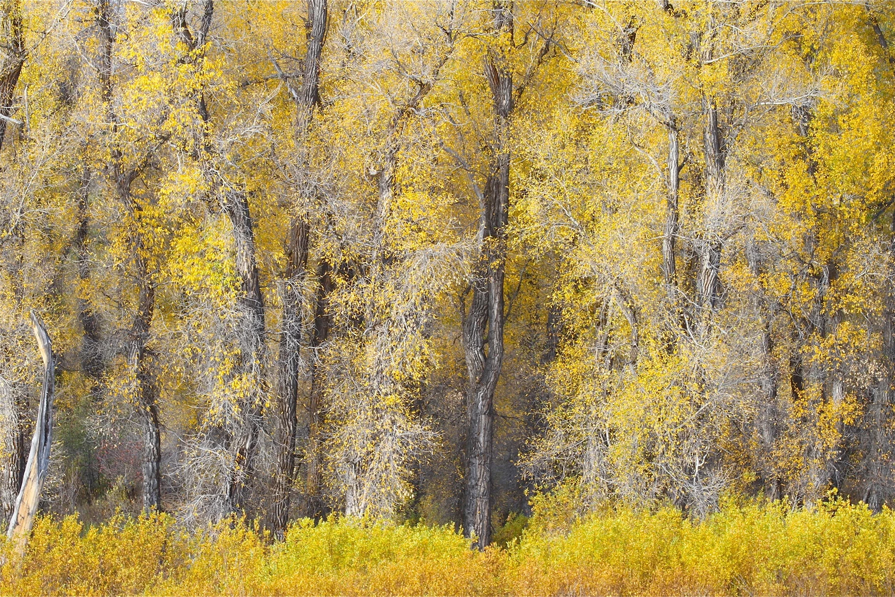 Autumn trees with golden foliage